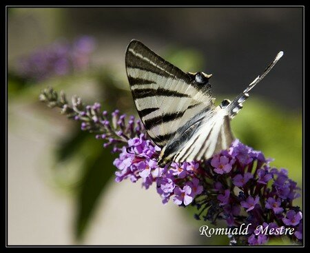 papillons_des_alpes_1935web
