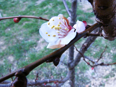 arbres_en_fleurs_011