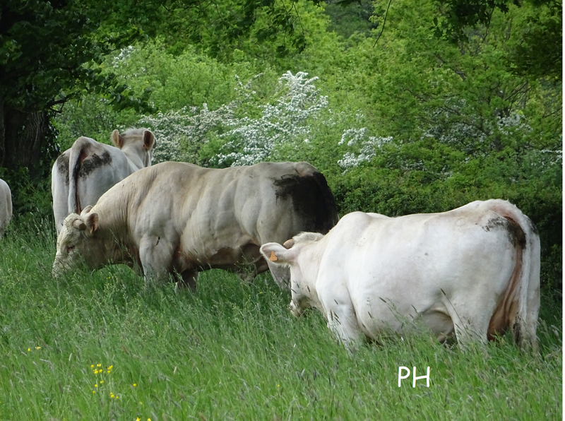 printemps vaches (2)