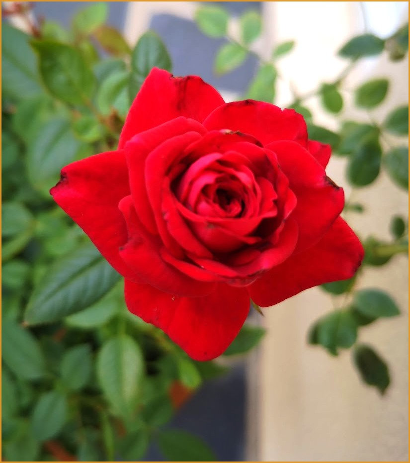 fleurs5sept03