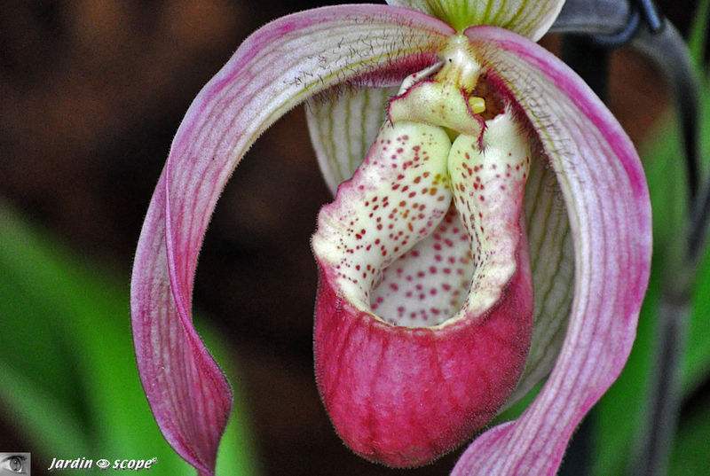Exposition d'Orchidées 2011