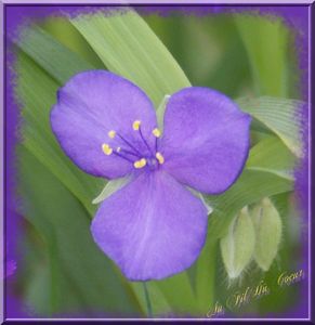 fleur_violette_3_p_tales
