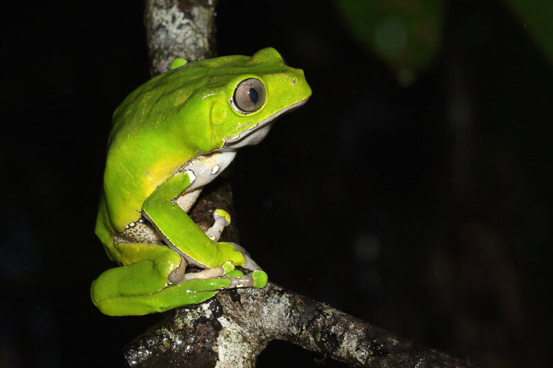 Phyllomedusa bicolor