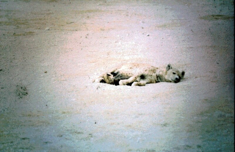 amboseli hyene e