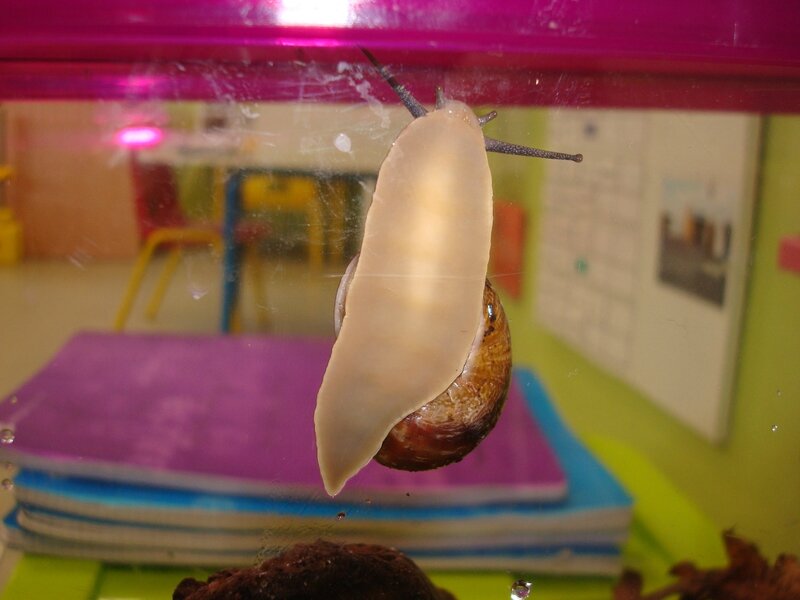 escargots 2009 (11)