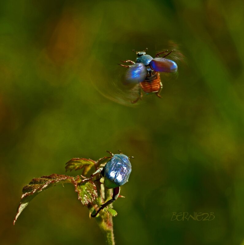 _DSC5885 Hoplie bleue_carrée