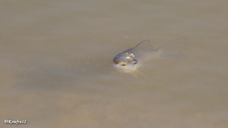 Photos JMP©Koufra12 - Le Caylar - Poissons - 21102018 - 0010