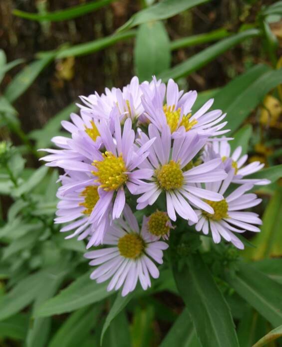 Asters 3