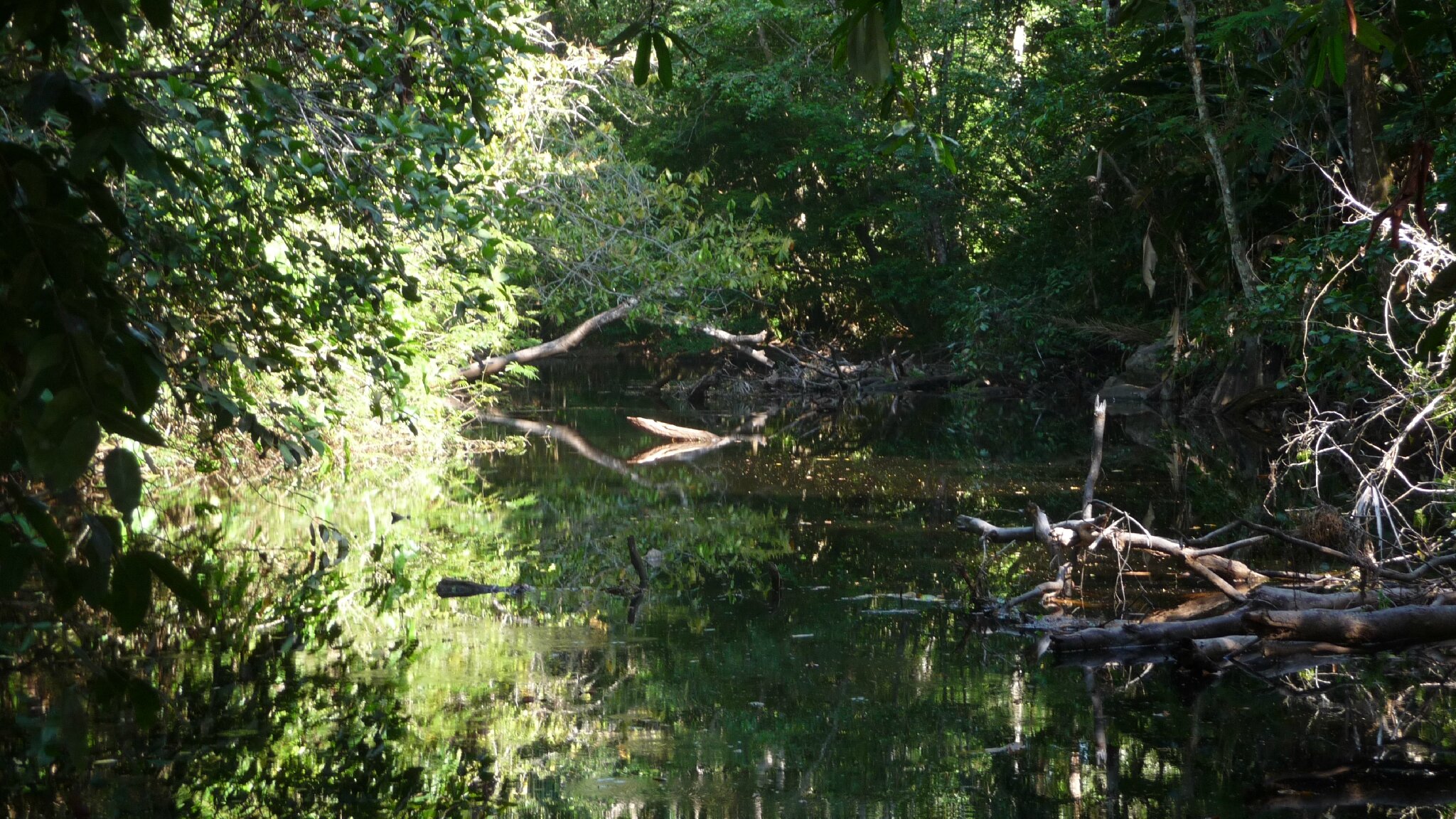 Sur la route de Saint-Laurent-du-Maroni 