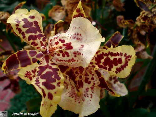 Expo d'Orchidées 2008 - Serre aux papillons du Parc Floral d'Orléans