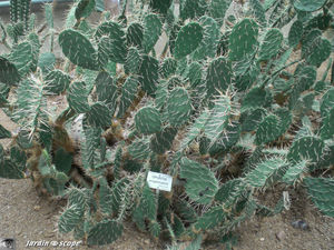 CIMG1458_Opuntia