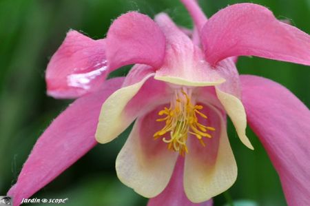 Ancolie-rose