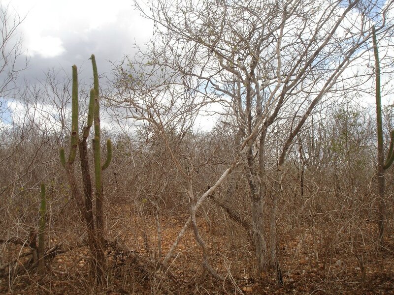 PAYSAGE DE LA CAATINGA