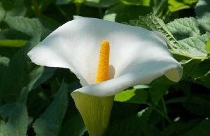 lys-de-la-paix-300x195