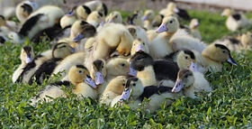 Canetons_(Canards_Mulards),_
