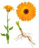 Calendula-SouciOfficinal