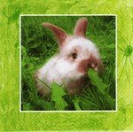 lapin023