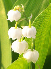 Muguet2