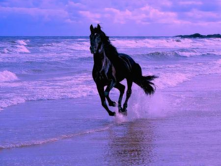 photo_cheval_