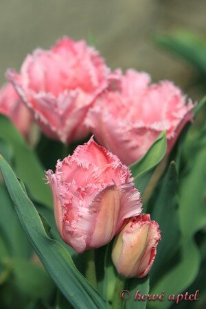 IMG_1936copie2