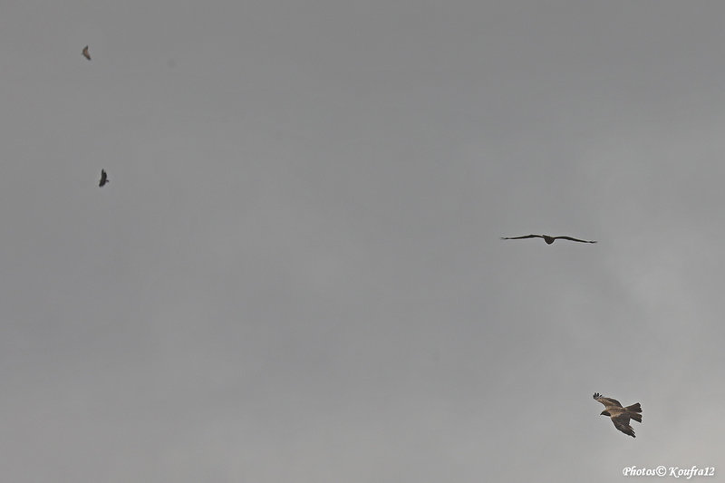 Koufra12 2022-06-08_0301