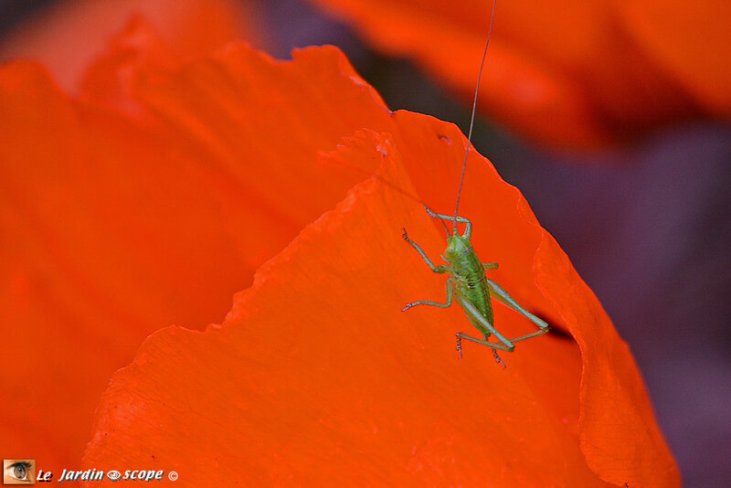 PAT_7122-Sauterelle-verte-sur-pavot