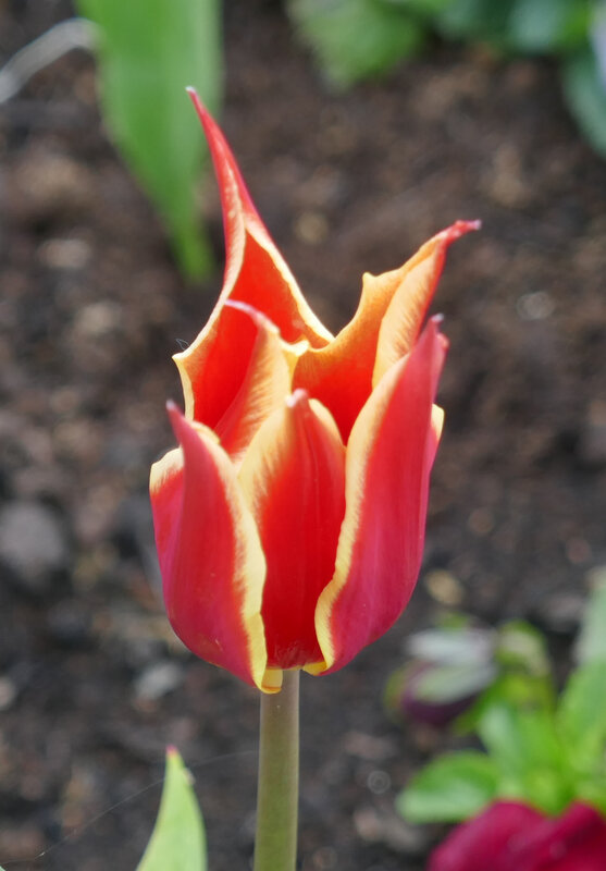 tulipe