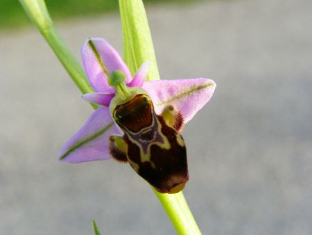 22 Ophrys Bécasse ab