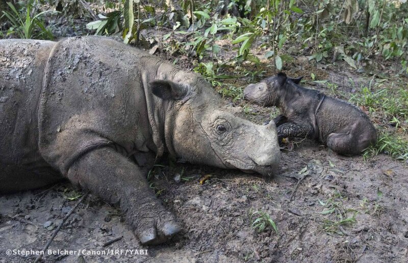 RATU, FEMELLE RHINOCEROS DE SUMATRA, ET SA FILLE AU SUMATRAN RHINO SANCTUARY