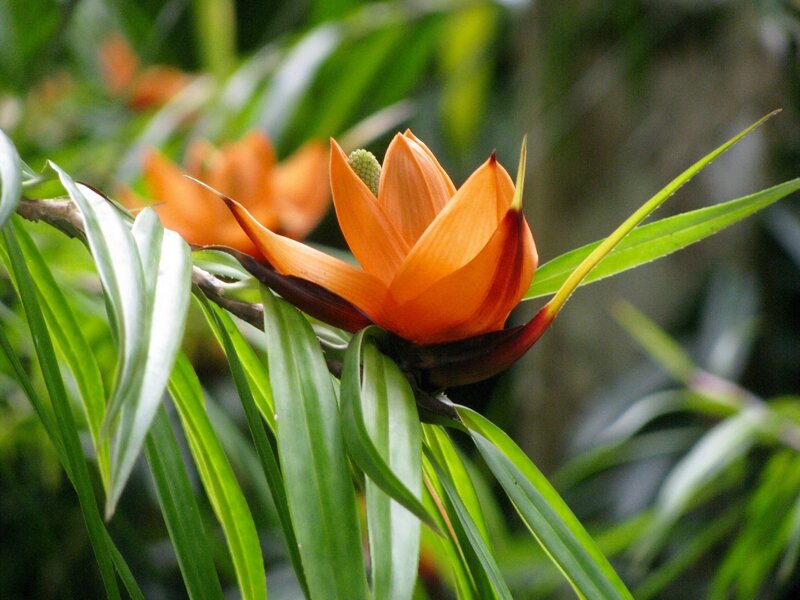 Fleur - Jardin de Balata © PetitNim