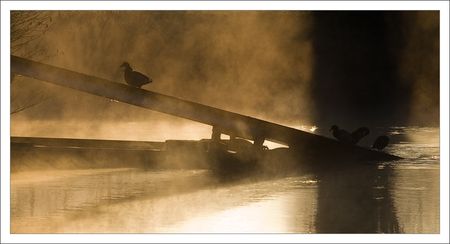 QM_oiseaux_tremplin_brume_020110