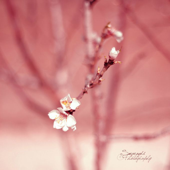 cherry Blossom2c