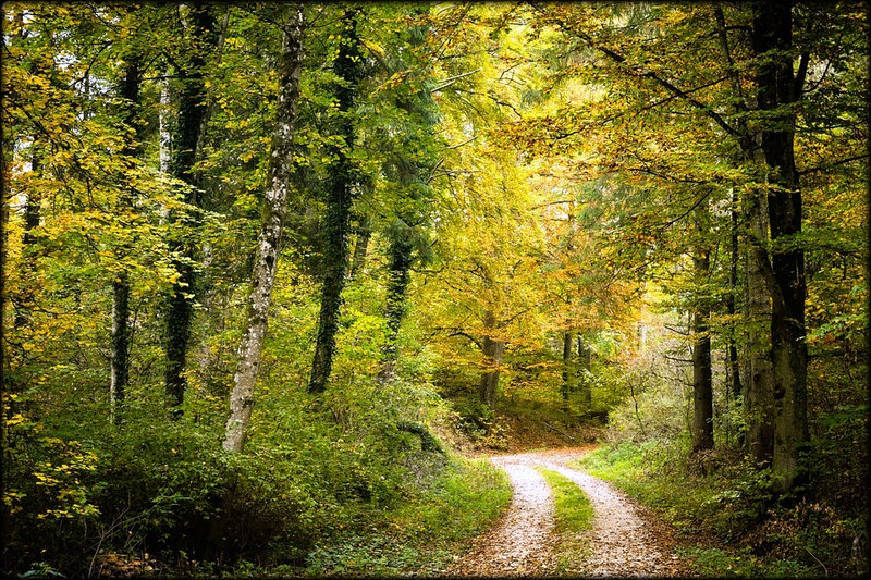 forest