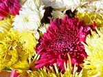 800px_Chrysanthemums