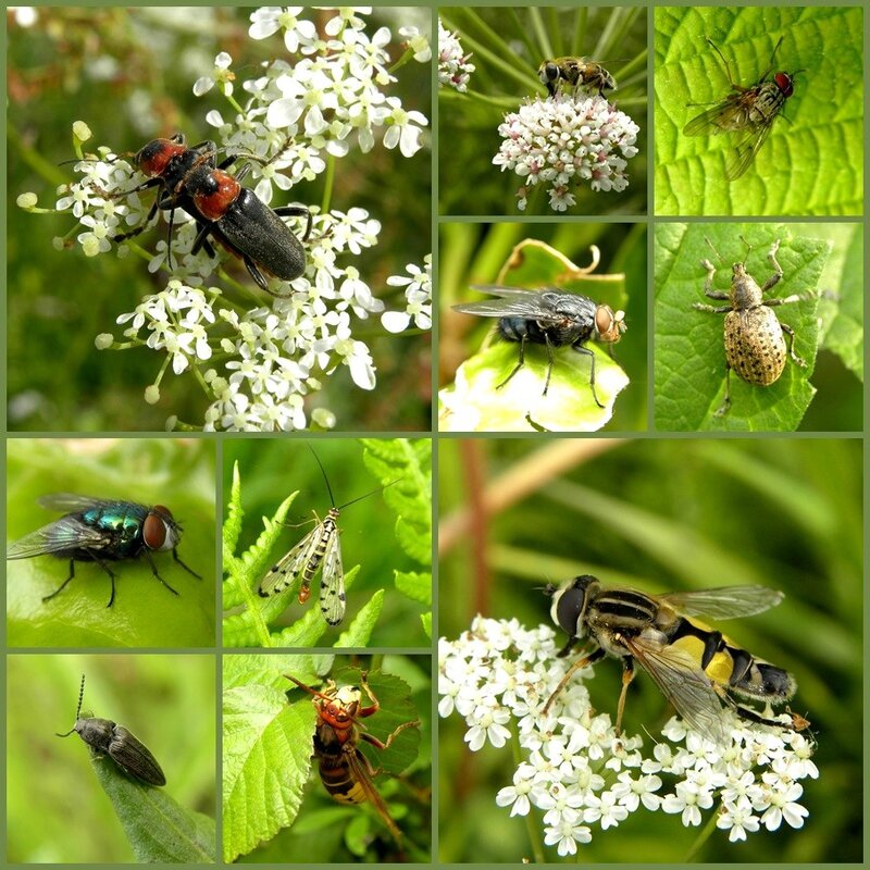 mosaïque d'insectes