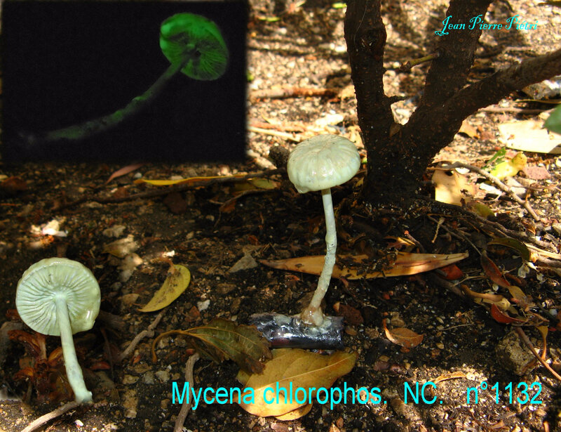 Mycena chlorophos n°1132