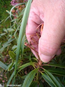 t-Pincer_fleurs_rhodo