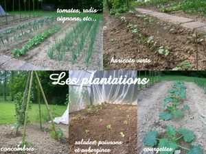 les_plantations2
