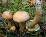 Bolet_des_bouviers3