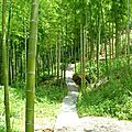 Le bambou Phyllostachys edulis : L'acier végétal
