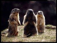 3_marmottes