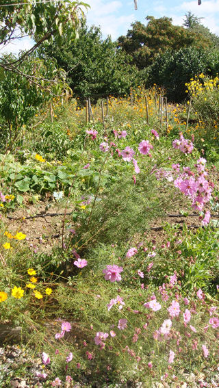 jardin_septembre_2012