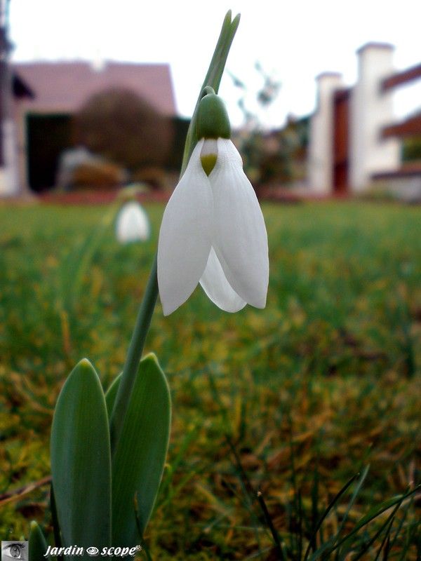 Galanthus nivalis dans la pelouse