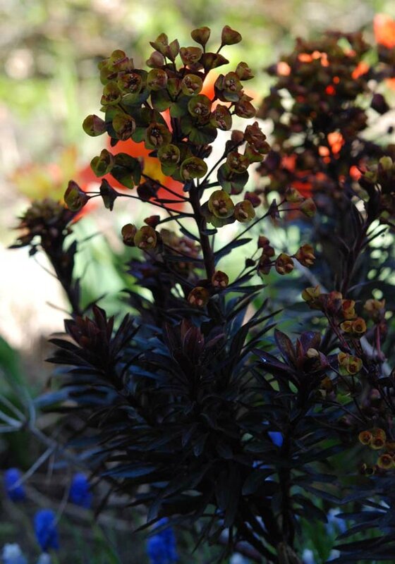 Euphorbia 'Blackbird'