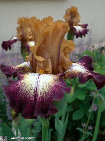 Iris_Flamenco