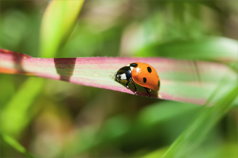 SM coccinelle 1 290521