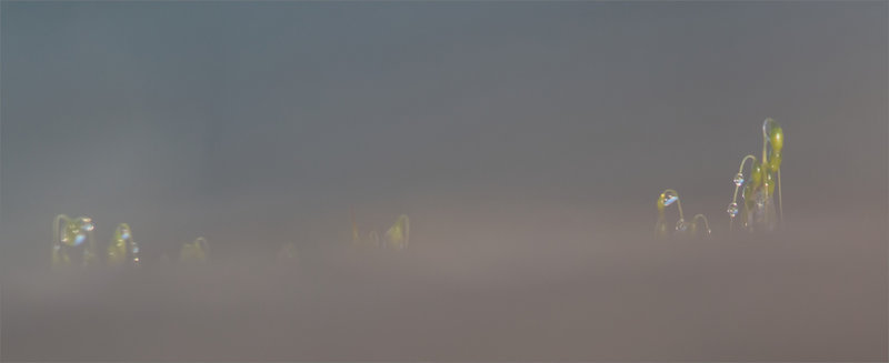 Mur guerriers brume 210123 2