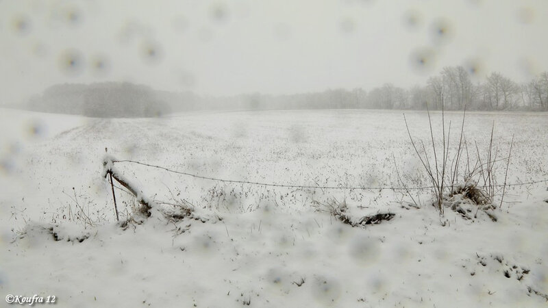 Photos JMP©Koufra 12 - Cornus - Neige - 28012019 - 0045