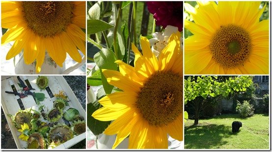 jardin 7 septembre 20236