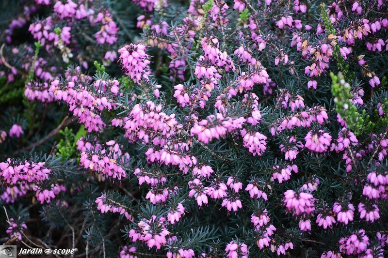Bruyère Erica x darleyensis